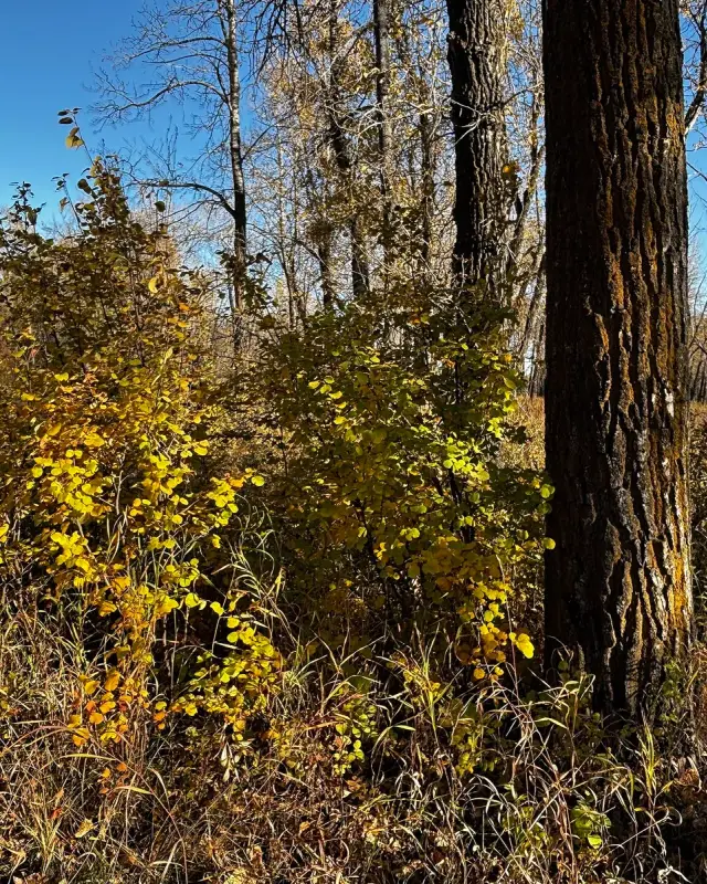 Deer Run