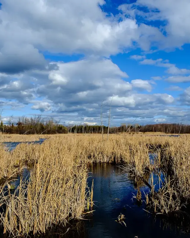 L'Île-Bizard–Sainte-Geneviève