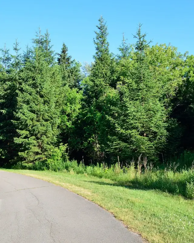Bayview Woods-Steeles