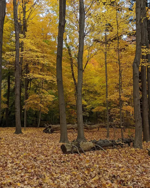 Fenside-Parkwoods