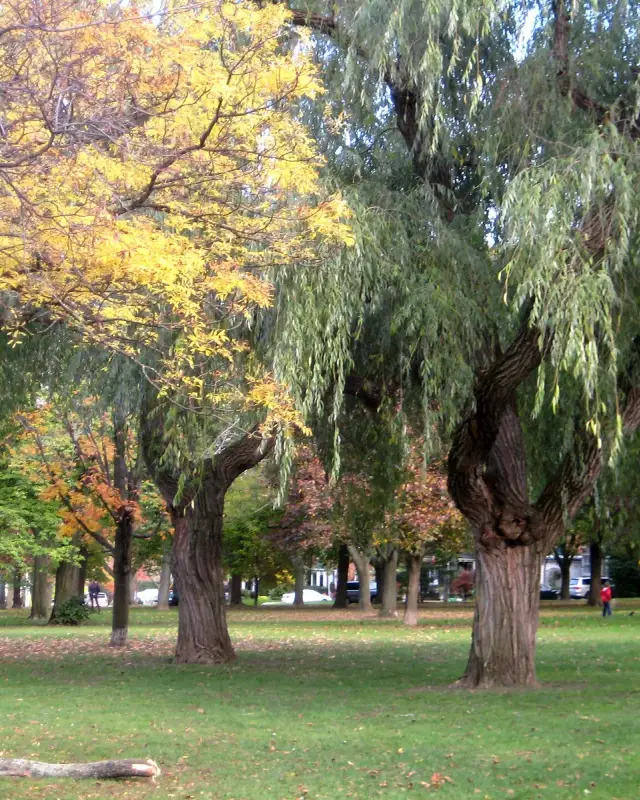 Lawrence Park North
