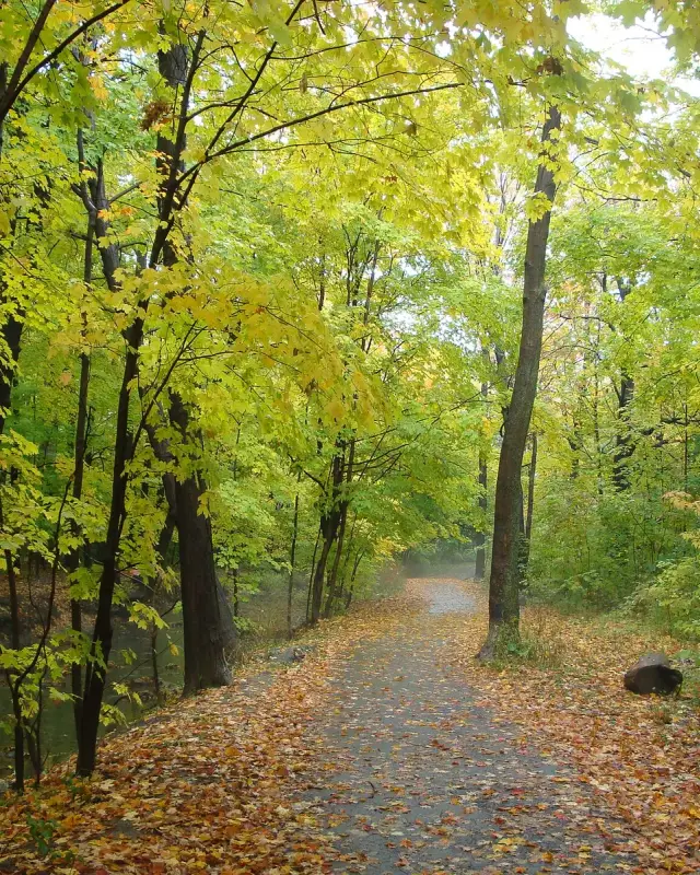 Markland Wood